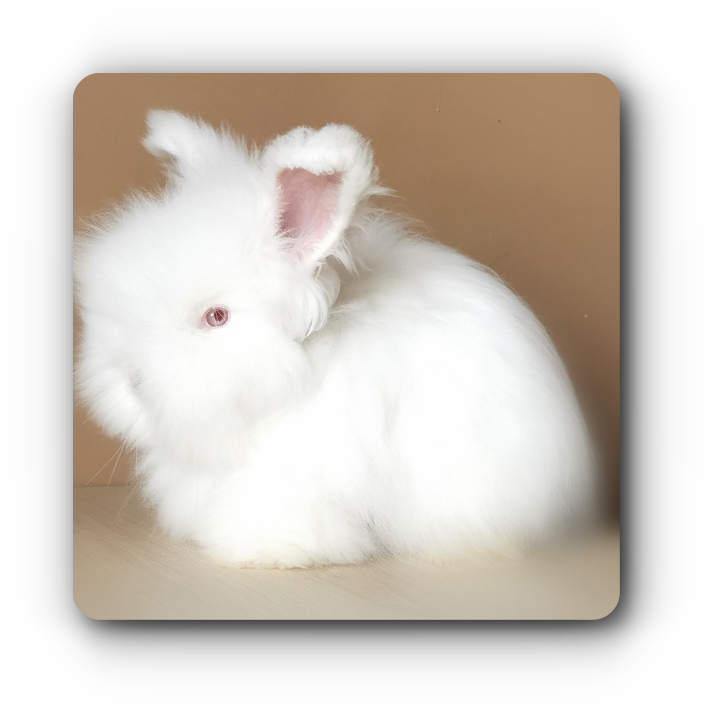 angora anglais blanc aux yeux roses