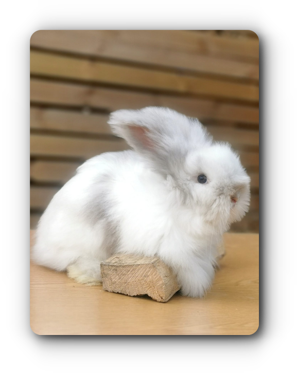 lapin angora anglais rhoen à lille